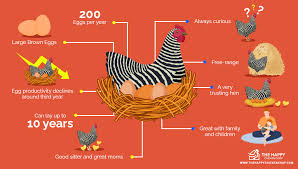 We did not find results for: The Plymouth Rock Chicken All You Need To Know