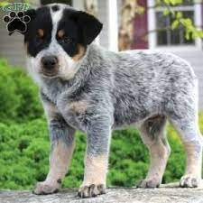 We did not find results for: Blue Heeler Puppies For Sale Greenfield Puppies Heeler Puppies Blue Heeler Puppies Australian Cattle Dog Puppy