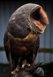 Owlsday Melanistic Barn Owl By Glenn Mcnaughton On Flickr Melanism Genetic Mutation That Causes Pigmentation Throughou Animals Melanism Melanistic Animals