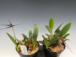 Image result for Bulbophyllum stolzii