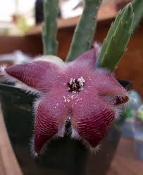 Image result for Stapelia gigantea