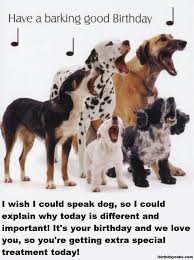 I'm so high, it's my birthday! Funny Birthday Wishes For Dogs