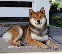 Shiba inu shib price in usd, eur, btc for today and historic market data. Der Shiba Inu Akita Und Shiba Inu Zuchter Sachsen