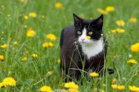 Grundsätzlich sollte ihrer katze zu jeder zeit wasser zur verfügung stehen: Zecken Bei Katzen Richtig Entfernen Und Vorbeugen Zooplus