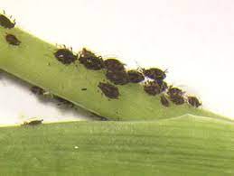 Garlic is a natural aphid repellent. Banana Bunchy Top Disease In Hawaii Symptoms Diagnosis And Management