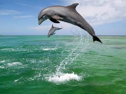 Bottlenose Dolphin