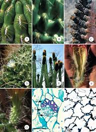 The apical meristem is the growing tip of a plant, and is undifferentiated meristematic tissue located at the growing shoot tips and buds of plant roots. Structure Function Relationships In Highly Modified Shoots Of Cactaceae Abstract Europe Pmc