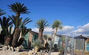 男のロマンあふれるアメリカン植物 珍しい植物 ガーデンプラン 外構