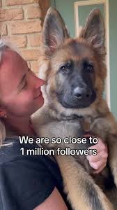 Showcasing Our Amazing German Shepherds