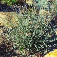Image result for Afroligusticum runssoricum