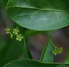 Image result for Hippocratea parviflora