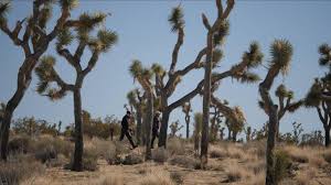 Thousands of new tree png image resources are added every day. Anarchy In The Usa Parks A Free For All Amid Partial Government Shutdown Us News Sky News