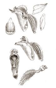 Image result for Eulophia obscura