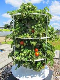 Simply add a cup of worms in the tube at the. Tower Garden Tomatoes Ways2gogreen