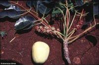 Image result for Capparis fascicularis