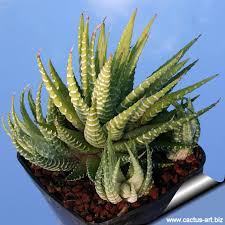 Image result for Habenaria attenuata