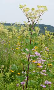 Image result for Plicosepalus sagittifolius