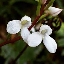 Image result for Disa saxicola