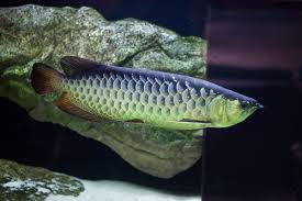 Arowana Care Compelete Guide On Types Tank Size Diet More