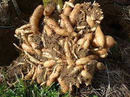 Image result for Gastrodia