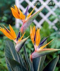 Hayloft Plants Heliconia Plant Birds Of Paradise Plant Birds Of Paradise Flower