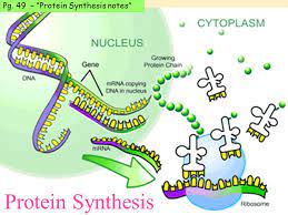 See more ideas about protein synthesis, synthesis, molecular biology. Pick Up Protein Synthesis Notepage Dna Coloring Transcription Translation Protein Synthesis Wkst Agenda 1 Protein Synthesis Notes Transcription Ppt Download