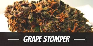 We did not find results for: Grape Stomper Strain Review I Love Growing Marijuna