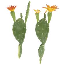 This post will teach you all about how to propagate prickly pear cactus pads. Green Plastic Prickly Pear Cactus Plant Set