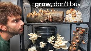 How to Grow Blue Oyster Mushrooms!