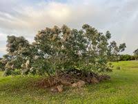 Image result for Vernonanthura polyanthes