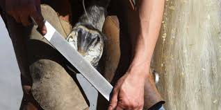 Image result for hoof disease chart for cow