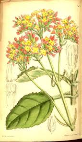 Image result for Kalanchoe lateritia