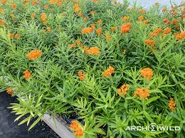Image result for Asclepias graminifolia