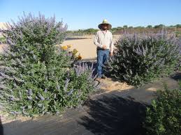 Image result for Vitex fischeri