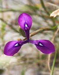 Image result for Moraea clavata