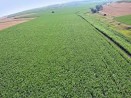 Apasa pe imi place sa fii la zii cu toate noutatiile. Subventia Pe Suprafata 41 De Articole In Agroromania Ro