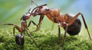 Quando é pesada a outra pega. Formiga Curiosidades Caracteristicas Fotos E Desenhos De Formigas Aprenda Bio