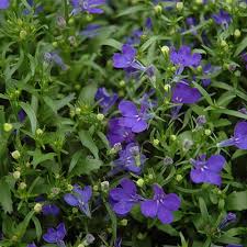 Image result for Lobelia erinus