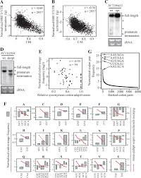 codon usage biases co evolve with transcription termination