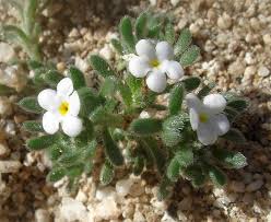 Image result for Pentas micrantha