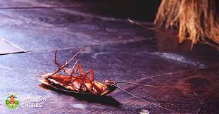 This makes roaches the most common household pest in the united states. How To Get Rid Of Roaches From Your Home 7 Steps That Actually Work