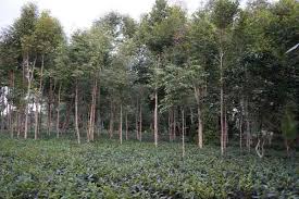 23m & 19m & 18.8m & 18m & 14.5m 5 different 3d models of each. Facing Extinction India S Scented Agarwood Is Finding Ways To Grow In Home Gardens Polluted Fields