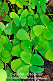 Image result for Marsilea vera