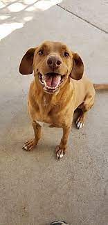 Hungarian vizsla, hungarian pointer, magyar vizsla. Dog For Adoption Boko A Rhodesian Ridgeback Vizsla Mix In Paradise Tx Petfinder