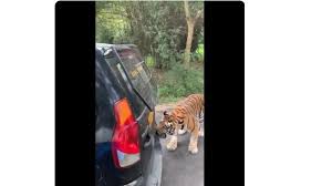 Kandang ternak kacer, kandang murah dan minimalis,kandang ternak,kandang kacer,berternak kacer,bertenak burung kacer kandang ternak perkutut: Merinding Mobil Macet Jadi Sasaran Empuk Harimau Bumper Nyaris Terlepas