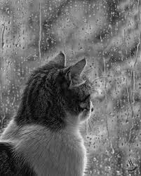 en la perfeccion de un dia lluvioso en casa mientras me tomo el cafe de la tarde gatito blancoynegro diadelluvia cat r cats rainy days rain photography