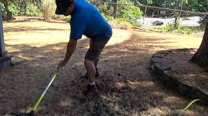 Queen Anne Thatching Rake Demonstration Removing Pine Needles From Lawn -  Youtube