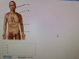 This is an online quiz called upper lymphatic vessels. Print Chapter 20 Lymphatic System Mastering Flashcards Easy Notecards