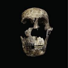 We did not find results for: Neues Vom Homo Naledi Forscher Finden Weitere Skelette Des Ratselhaften Fruhmenschen Scinexx De