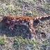 Spotted-tailed quoll: Canberra road kill turns out to be endangered ...